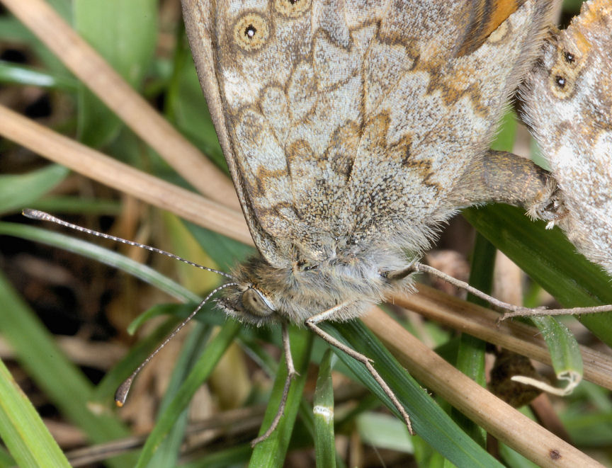 Farfalle in accoppiamento